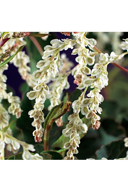 Фаллопія Ауберта в період активного цвітіння.